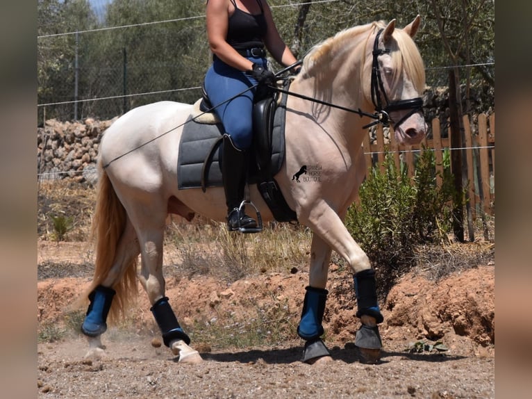 Andalusier Wallach 6 Jahre 149 cm Cremello in Mallorca
