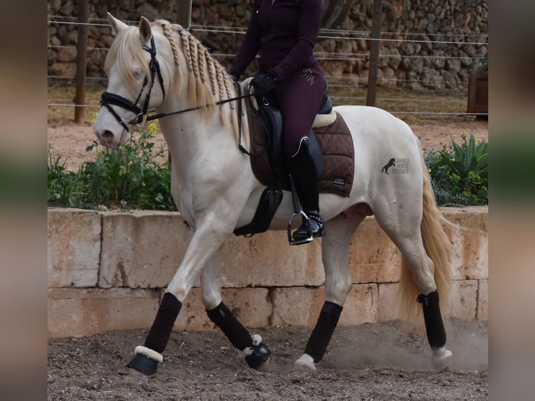 Andalusier Wallach 6 Jahre 149 cm Cremello in Mallorca