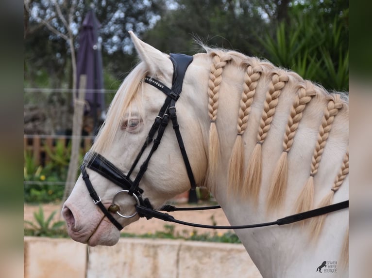 Andalusier Wallach 6 Jahre 149 cm Cremello in Mallorca
