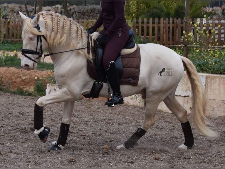 Andalusier Wallach 6 Jahre 149 cm Cremello in Mallorca