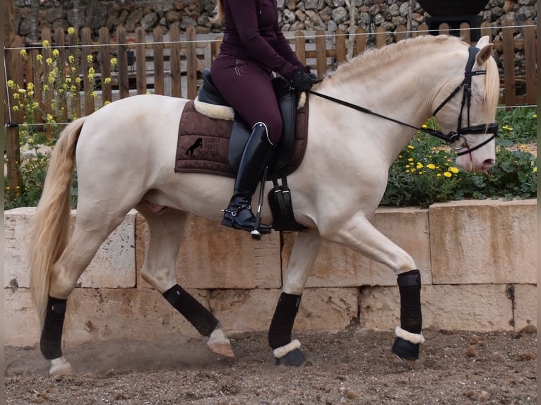Andalusier Wallach 6 Jahre 149 cm Cremello in Mallorca