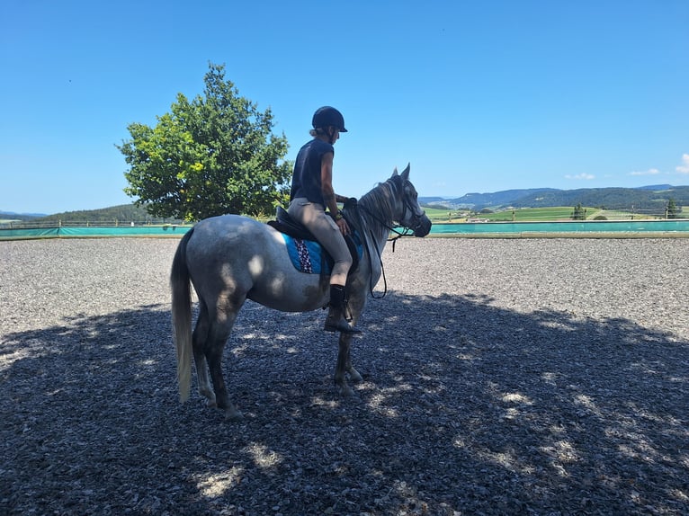 Andalusier Wallach 6 Jahre 150 cm Apfelschimmel in Diegten