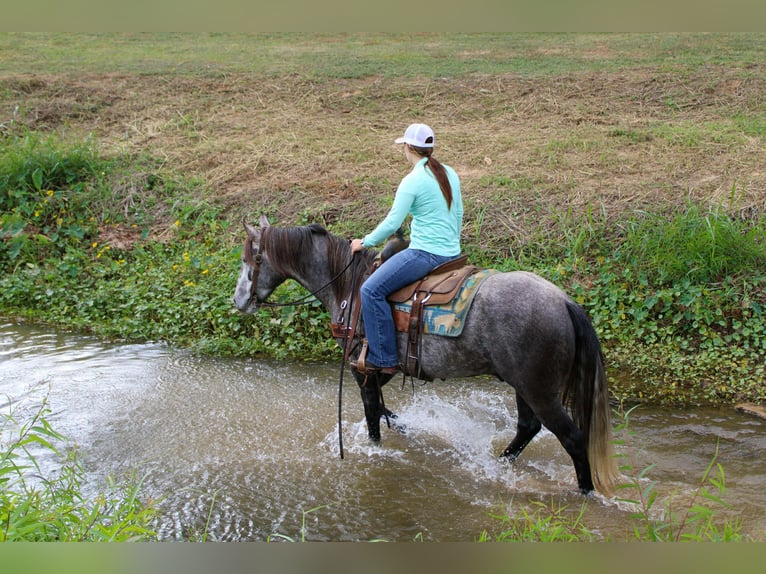 Andalusier Wallach 6 Jahre 150 cm Schimmel in risk tx