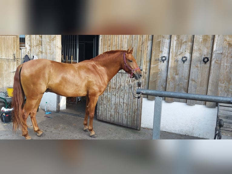 Andalusier Mix Wallach 6 Jahre 151 cm Fuchs in Puchheim