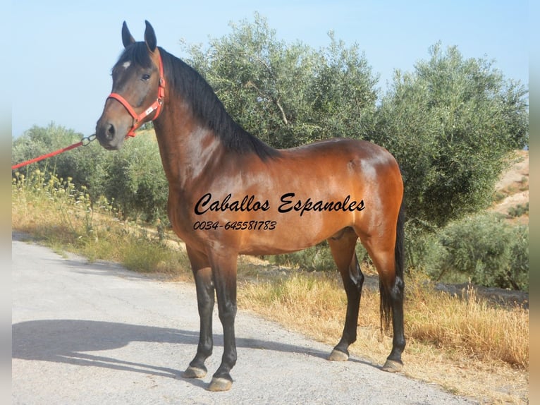 Andalusier Wallach 6 Jahre 152 cm Brauner in Vejer de la Frontera