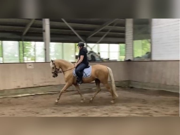 Andalusier Wallach 6 Jahre 152 cm Palomino in Tangstedt