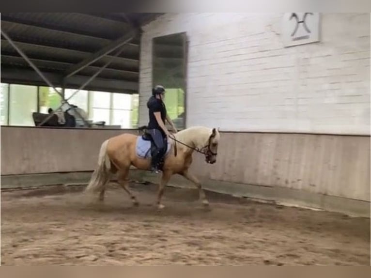 Andalusier Wallach 6 Jahre 152 cm Palomino in Tangstedt
