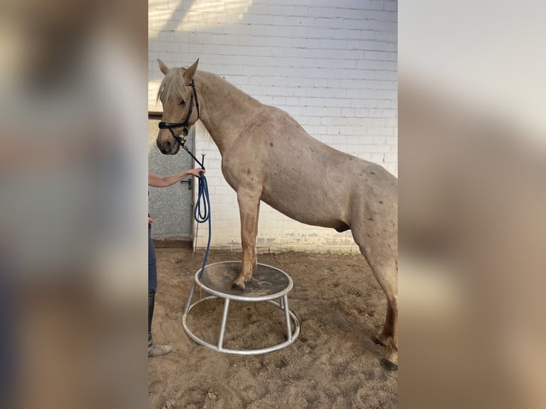 Andalusier Wallach 6 Jahre 152 cm Palomino in Tangstedt