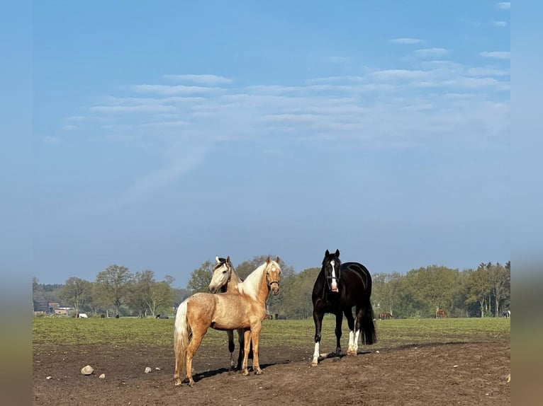 Andalusier Wallach 6 Jahre 152 cm Palomino in Tangstedt