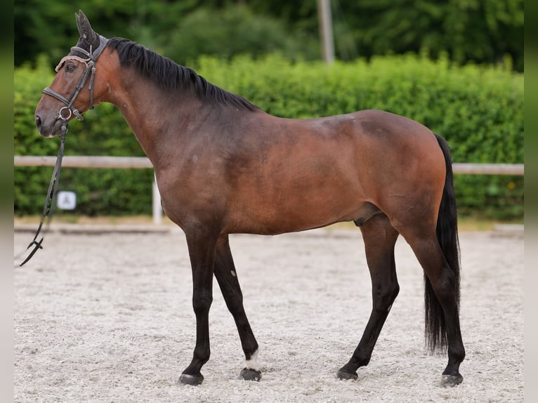 Andalusier Wallach 6 Jahre 153 cm Brauner in Neustadt (Wied)