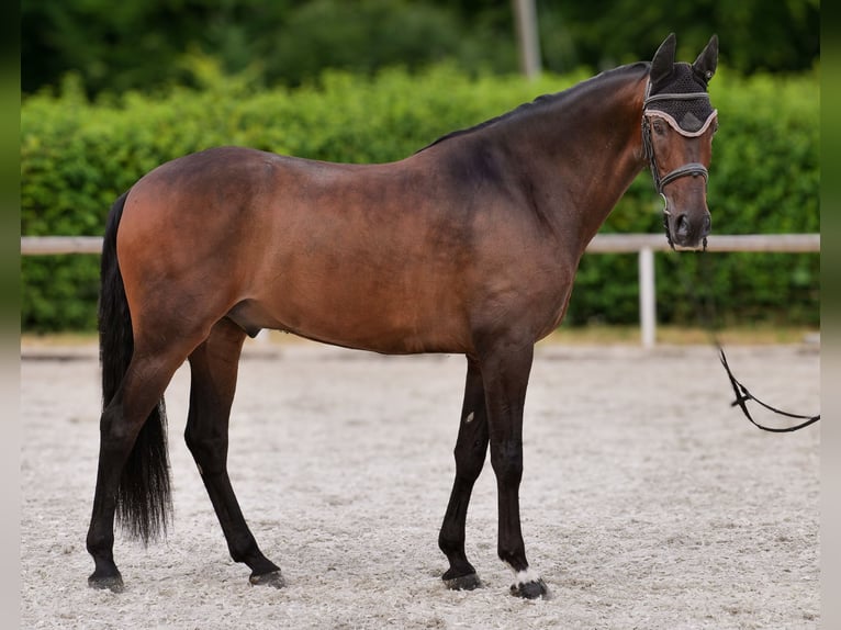 Andalusier Wallach 6 Jahre 153 cm Brauner in Neustadt (Wied)