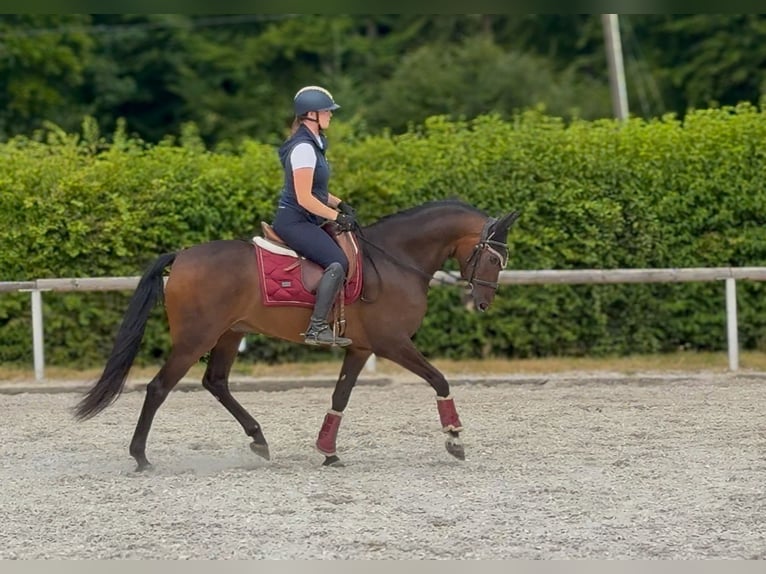 Andalusier Wallach 6 Jahre 153 cm Brauner in Neustadt (Wied)