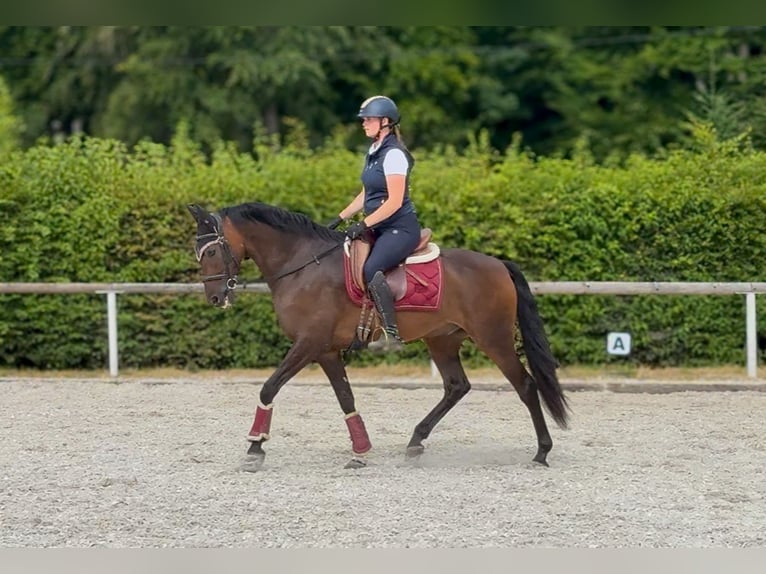 Andalusier Wallach 6 Jahre 153 cm Brauner in Neustadt (Wied)
