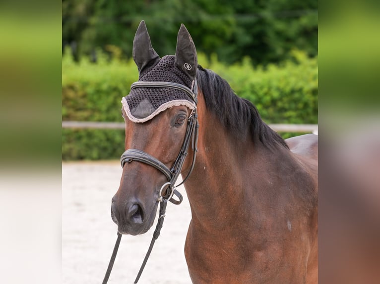 Andalusier Wallach 6 Jahre 153 cm Brauner in Neustadt (Wied)