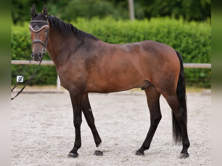 Andalusier Wallach 6 Jahre 153 cm Brauner in Neustadt (Wied)