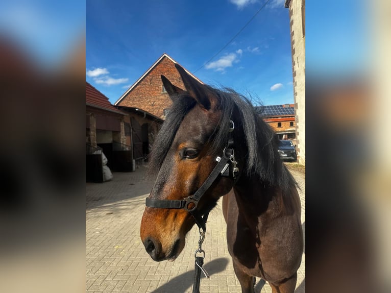 Andalusier Wallach 6 Jahre 154 cm Dunkelbrauner in Warburg