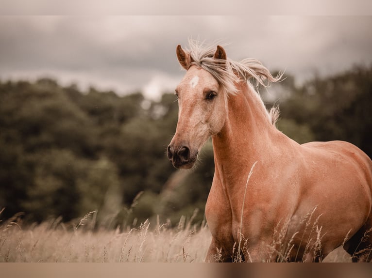 Andalusier Mix Wallach 6 Jahre 155 cm Palomino in Wustermark