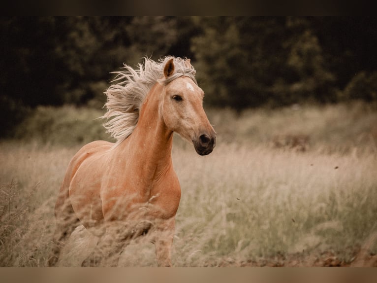 Andalusier Mix Wallach 6 Jahre 155 cm Palomino in Wustermark