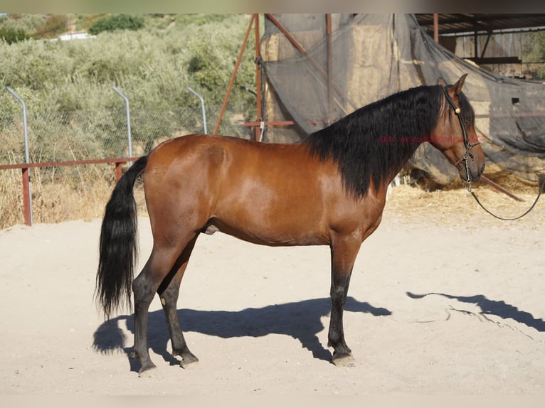 Andalusier Wallach 6 Jahre 156 cm Brauner in Pruna