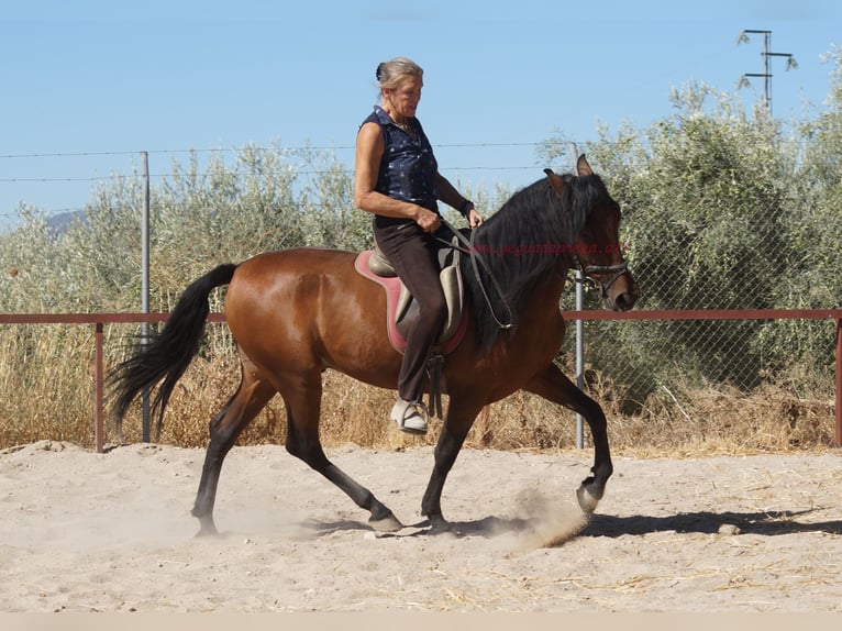Andalusier Wallach 6 Jahre 156 cm Brauner in Pruna