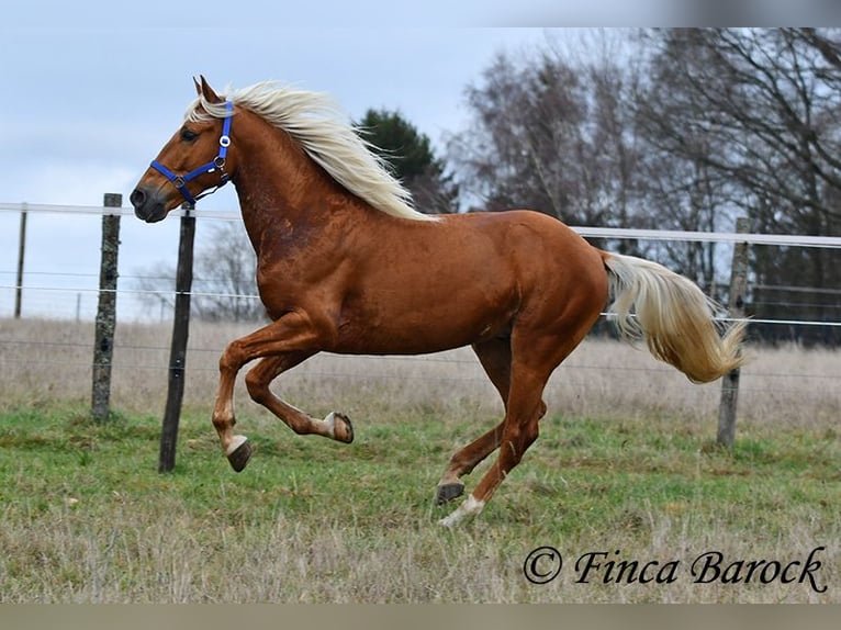Andalusier Wallach 6 Jahre 156 cm Palomino in Wiebelsheim