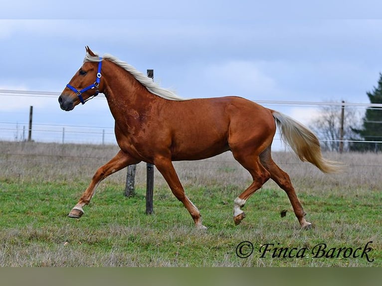 Andalusier Wallach 6 Jahre 156 cm Palomino in Wiebelsheim