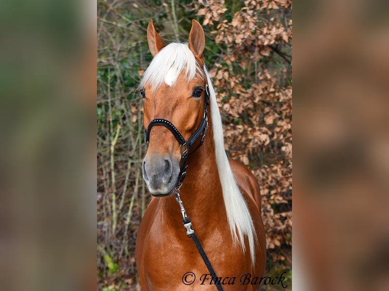 Andalusier Wallach 6 Jahre 156 cm Palomino in Wiebelsheim