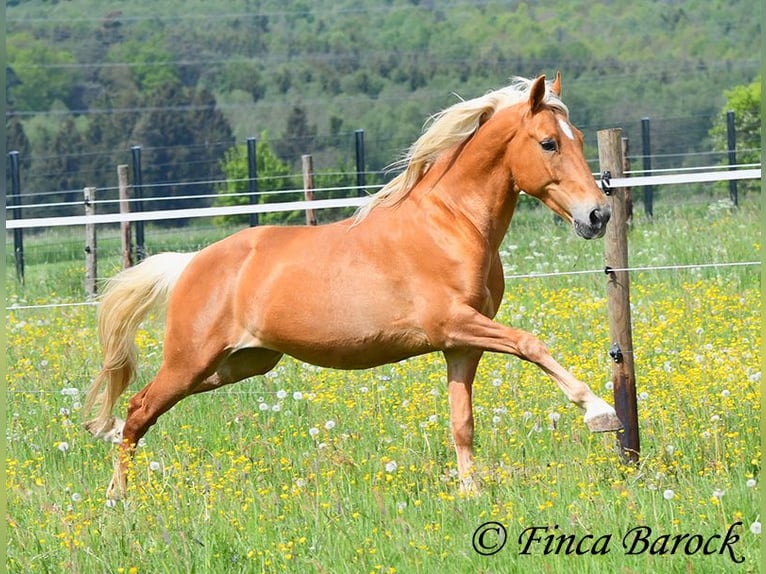 Andalusier Wallach 6 Jahre 156 cm Palomino in Wiebelsheim