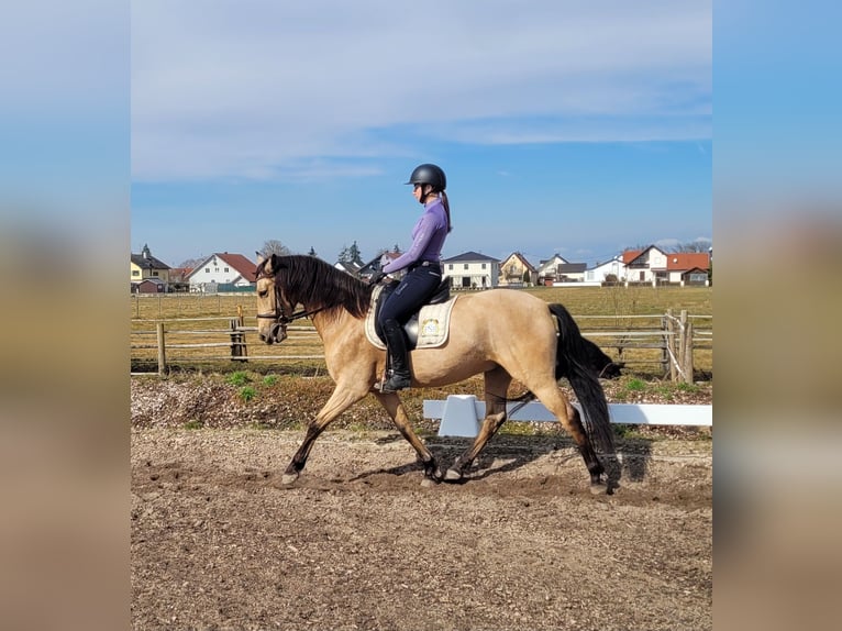 Andalusier Mix Wallach 6 Jahre 157 cm Falbe in Karlshuld