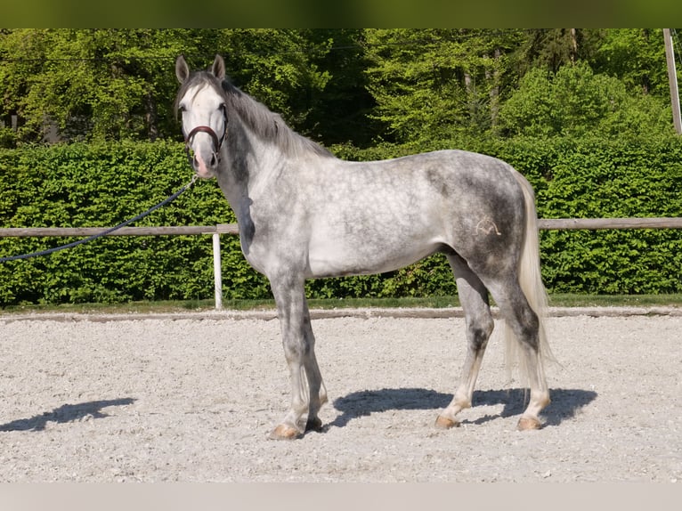 Andalusier Wallach 6 Jahre 158 cm Apfelschimmel in Neustadt (Wied)