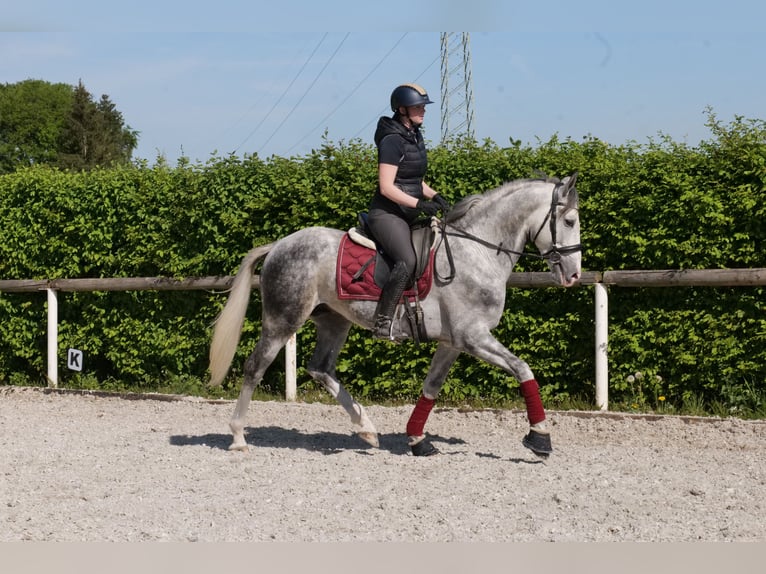 Andalusier Wallach 6 Jahre 158 cm Apfelschimmel in Neustadt (Wied)