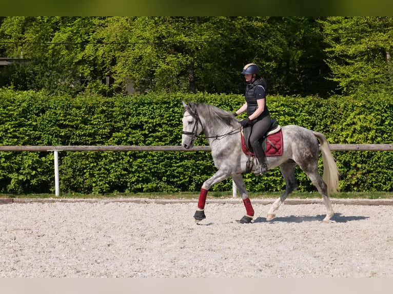 Andalusier Wallach 6 Jahre 158 cm Apfelschimmel in Neustadt (Wied)
