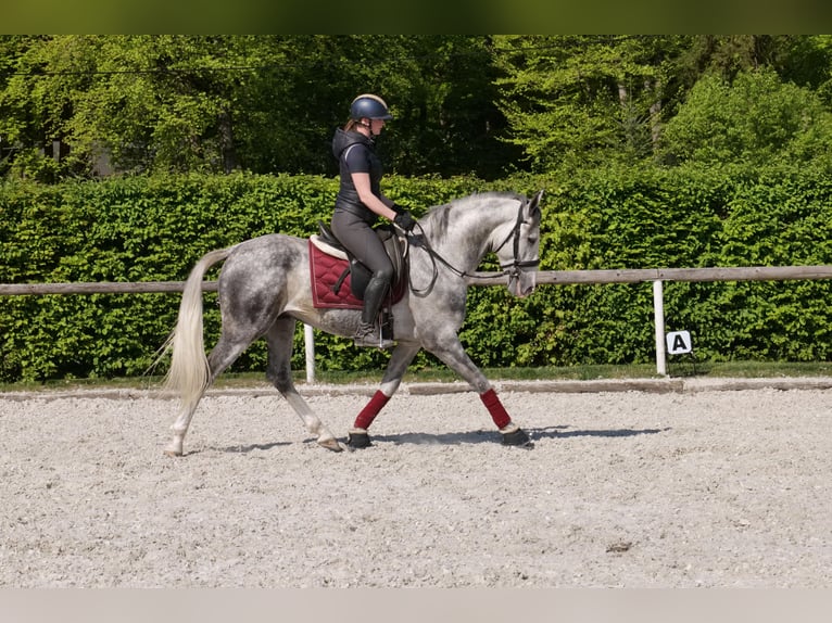 Andalusier Wallach 6 Jahre 158 cm Apfelschimmel in Neustadt (Wied)