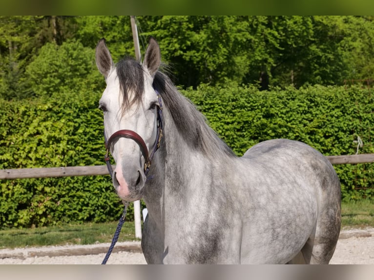 Andalusier Wallach 6 Jahre 158 cm Apfelschimmel in Neustadt (Wied)