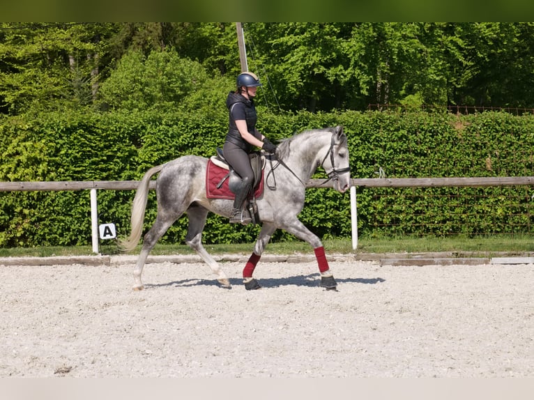 Andalusier Wallach 6 Jahre 158 cm Apfelschimmel in Neustadt (Wied)