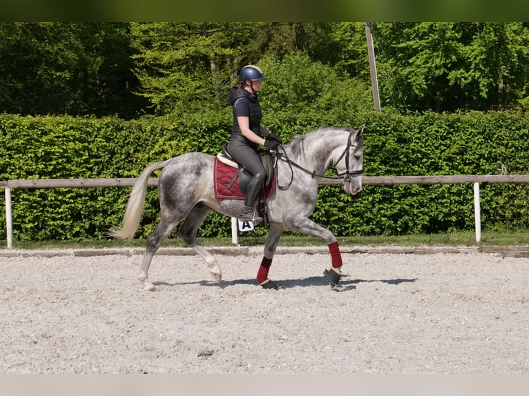 Andalusier Wallach 6 Jahre 158 cm Apfelschimmel in Neustadt (Wied)