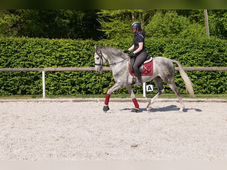 Andalusier Wallach 6 Jahre 158 cm Apfelschimmel in Neustadt (Wied)