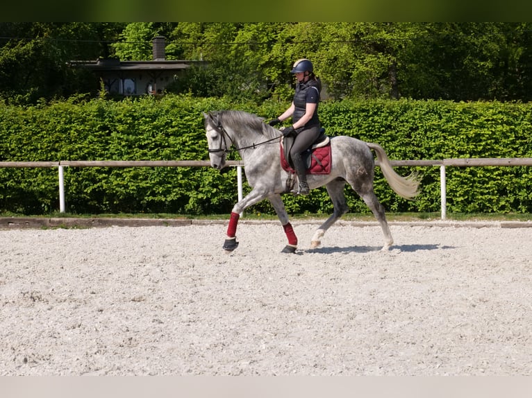 Andalusier Wallach 6 Jahre 158 cm Apfelschimmel in Neustadt (Wied)