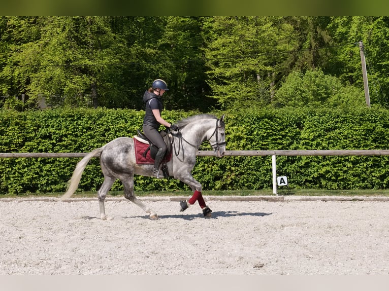 Andalusier Wallach 6 Jahre 158 cm Apfelschimmel in Neustadt (Wied)