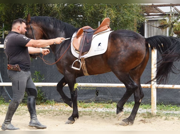 Andalusier Wallach 6 Jahre 158 cm Dunkelbrauner in Provinz Malaga