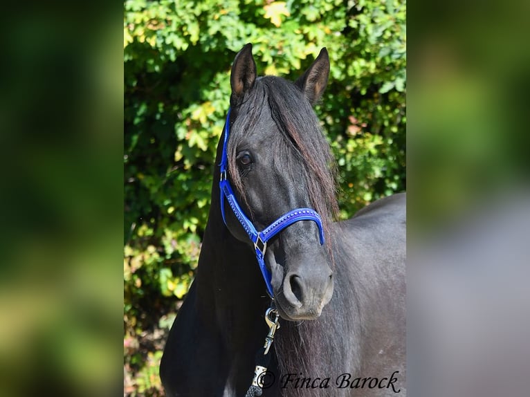 Andalusier Wallach 6 Jahre 158 cm Rappe in Wiebelsheim