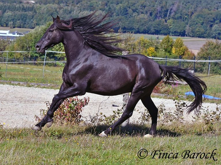 Andalusier Wallach 6 Jahre 158 cm Rappe in Wiebelsheim