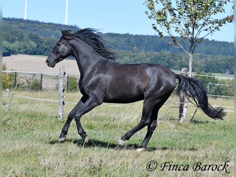 Andalusier Wallach 6 Jahre 158 cm Rappe in Wiebelsheim