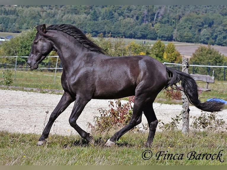 Andalusier Wallach 6 Jahre 158 cm Rappe in Wiebelsheim