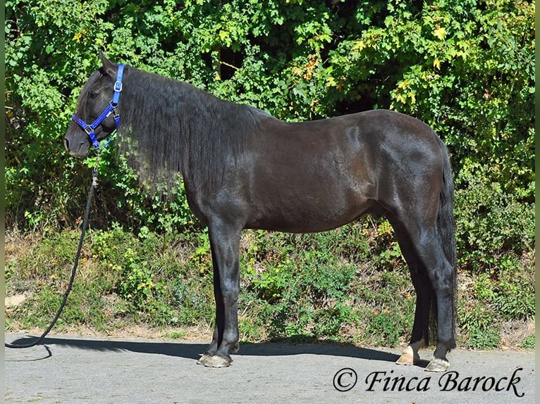 Andalusier Wallach 6 Jahre 158 cm Rappe in Wiebelsheim