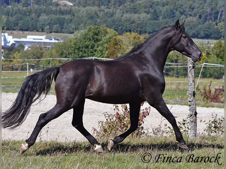 Andalusier Wallach 6 Jahre 158 cm Rappe in Wiebelsheim