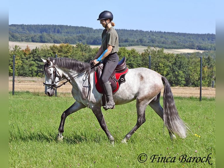 Andalusier Wallach 6 Jahre 158 cm Schimmel in Wiebelsheim