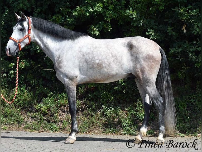 Andalusier Wallach 6 Jahre 158 cm Schimmel in Wiebelsheim