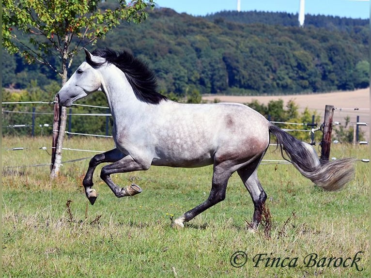 Andalusier Wallach 6 Jahre 158 cm Schimmel in Wiebelsheim