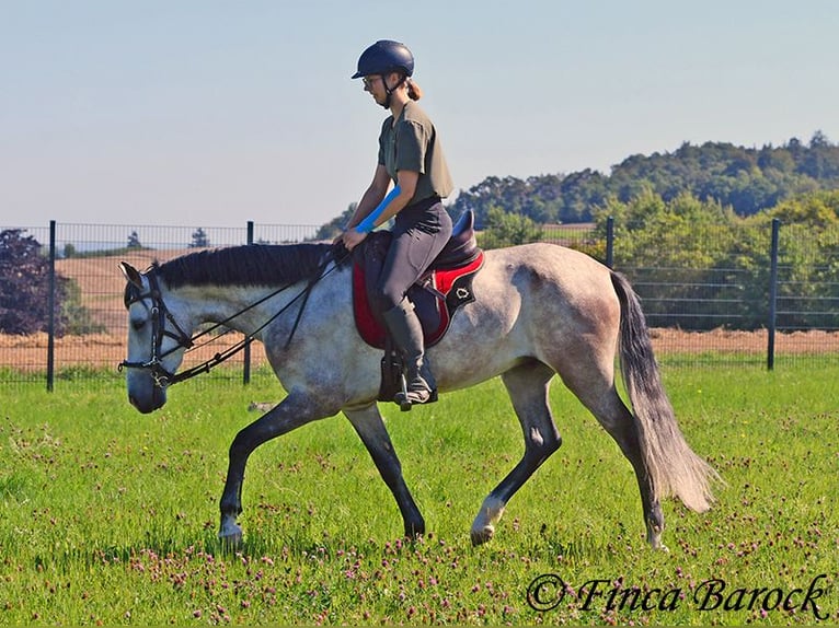 Andalusier Wallach 6 Jahre 158 cm Schimmel in Wiebelsheim